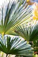 Trachycarpus wagernianus, Palm. January.