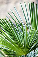 Trachycarpus wagernianus, Palm. January