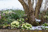 Early spring scene with Primula vulgaris ssp. subthorpii