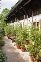 Tomatoes in pots in front of a house wall