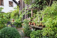 Rest area next to wooden garden shed with bistro table, plants in pots, box and bamboo. Plants are Bamboo, Buxus, Ficus carica and Sambucus nigra