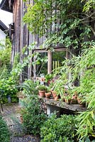 Wooden garden shed with plants in pots, box and bamboo. Plants are Bamboo, Ficus carica and Sambucus nigra