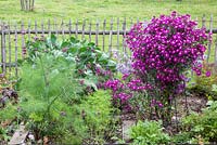 Wooden picket fence on the border of a rural kitchen garden with Asters, Fennel and Brussel sprouts