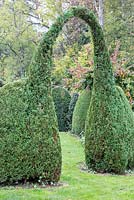 Arch of clipped Thuja