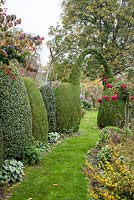 Grass path next to clipped evergreen shrubs with an arch. Plants - Hosta, Rosa and Thuja occidentalis 'Smaragd'
