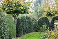 Clipped evergreen shrubs and Parrotia. Plants are Parrotia persica,  Taxus and Thuja occidentalis 'Smaragd'