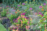 Colour schemed annual border with Antirrhinum, Cleome  spinosa, Foeniculum vulgare 'Rubrum', Tithonia rotundifolia and Zinnia
