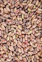 Fresh shelled loose Borlotti Beans, Phaseolus vulgaris, for sale at a market.