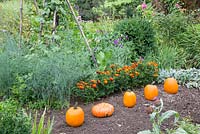 Freshly harvested pumpkins in a plot with vegetables and flowers. Plants are Cucurbita, Asparagus, Tagetes, Stachys, Buxus, runner beans and Lathyrus odoratus