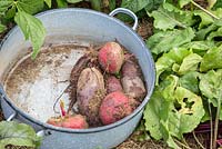 Variety of freshly harvested beetroots in an enamelled pot