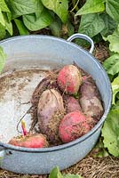 Variety of freshly harvested beetroots in an enamelled pot