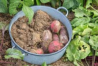 Freshly harvested beetroots in an enamelled pot are covered with earth for better conservation during winter