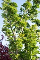 Acer palmatum 'Shishigashira' crispifolium