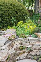 Dry stone wall with Sempervivums and Phlox, clipped Taxus baccata and Euphorbia, Macmillan Legacy Garden, RHS Malvern Spring Festival 2016