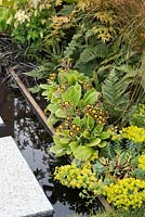 Primula 'Gold Lace' with Euphorbia and ferns by a water rill - Millefiori 'A Garden of One Thousand Flowers', RHS Malvern Spring Festival 2016