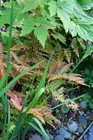 Dryopteris erythrosora - buckler fern