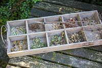 Wooden seed tray with seed heads and seeds of Alcea rosea, Allium sativum, Althaea officinalis, Anethum graveolens, Angelica archangelica, Atriplex hortensis carrots, Lathyrus latifolius, Lavatera and radishes