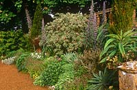 Border in front of terrace planted with Echium pininana, pencil cypresses, Buddleia colvilei and hardy geraniums in early summer.