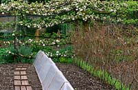 Apple tunnel in the Tunnel Garden at Heale House, Wiltshire in spring with cloches, boards and a row of peas growing up pea sticks  in the bed in front