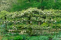 Espaliered apple 'James Grieve' forms an apple tunnel in the Tunnel Garden at Heale House, Wiltshire in spring