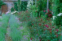A row of deep maroon flowered roses, 'Nuits de Young', surrounded by lavender and violas at Cranborne Manor Garden, Dorset in summer