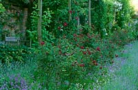 A row of deep maroon flowered roses, 'Nuits de Young', surrounded by lavender and violas at Cranborne Manor Garden, Dorset in summer