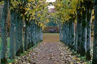 'Druid' by Nicola Toms, framed by an avenue of pleached limes in autumn at Cranborne Manor Garden, Dorset