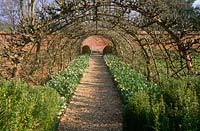 Tunnel of trained apples underplanted with Narcissus 'Thalia' in spring at Cranborne Manor Garden, Dorset