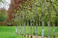 'Druid' by Nicola Toms, framed by an avenue of pleached limes in spring at Cranborne Manor Garden, Dorset