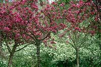 Malus - Pink and white flowering crab apples in the Winterborne Garden in spring at Cranborne Manor Garden, Dorset