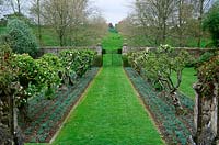 Old espaliered apples are underplanted with lines of freshly planted white flowering dianthus in the north Court at Cranborne Manor Garden, Dorset in spring