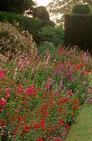 Borders of penstemons displaying some of the National Collection in August at Kingston Maurward Gardens, Dorset