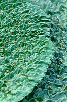 Euryale ferox - gorgon plant