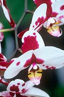 Phalaenopsis 'Elegant Polka Dots'