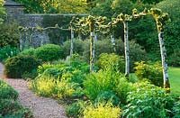Pleached limes in the secret garden underplanted with herbaceous perennials, shrubs and golden clumps of Millium effusum 'Aureum' at Heddon Hall Garden, Devon in spring