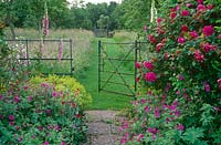 Gate leading between Rosa 'Roseraie de l'Hay',  Geraniums 'Patricia', Alchemilla mollis and foxgloves into an orchard where paths have been mown between long grass in an English country garden in June