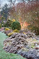 The Winter Garden, Bressingham Gardens, Norfolk, UK. Design: Adrian Bloom