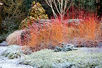 The Winter Garden in December, Winter. Bressingham Gardens, Norfolk, UK. Designed by Adrian Bloom.
