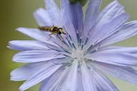 Cichorium intybus with hoverfly, June, Suffolk