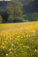 Meadow Buttercups in a field in Gloucestershire. Ranunculus acris