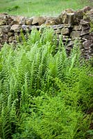 Male fern - rear and Broad Buckler-fern - front growing by a dry stone wall in Yorkshire. Dryopteris filix mas and Dryopteris dilitata