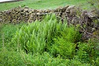Male fern at rear, and Broad Buckler-fern at front, growing by a dry stone wall in Yorkshire. Dryopteris filix mas and Dryopteris dilitata