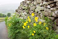 Welsh poppies growing wild by a lane in Yorkshire. Meconopsis cambrica