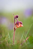 Water Avens. Geum rivale