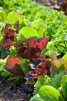 Lines of mixed coloured salad leaves. Lettuce 'Reine de Glaces', 'Romaine' and 'Mortons'