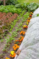 Companion planting. Marigolds grown amongst salad leaves and beetroot to attract aphids and bugs away from other plants