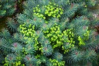 Euphorbia cyparissias 'Fens Ruby' - Cypress spurge 'Fens Ruby'