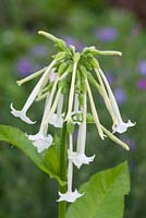 Nicotiana sylvestris AGM syn. Nicotiana sylvestris 'Only the Lonely'. Tobacco plant
