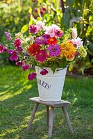 Cut flowers being conditioned in a bucket. Zinnias and cosmos
