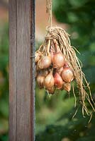 Shallots hung up to dry in the greenhouse. Allium cepa